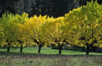 Autumn colours near Bess�ges, Gard. (129kb)