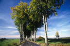 Tree avenue near Uz�s, Gard. (114kb)