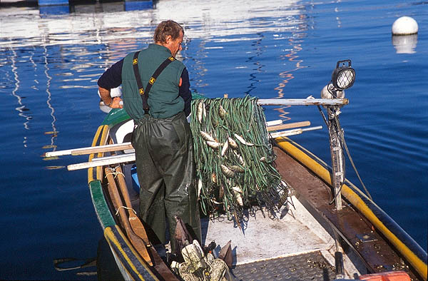 The morning's catch from Lac L�man, Thonon-les-Bains, Haute-Savoie.